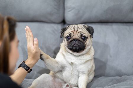 Cute dog Pug giving paw high five owner with love feeling so happiness and comfortable,Relax with dog in holidaysの写真素材