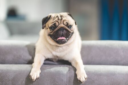 cute dog pug breed have a question and making funny face feeling so happiness and fun,Selective focusの写真素材