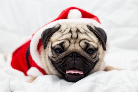 Cute Dog Pug Breed in Red Santa coat Costume sitting smile and happiness in Christmas and new year day isolated on white background, Healthy Purebred dog  with Christmas conceptの写真素材