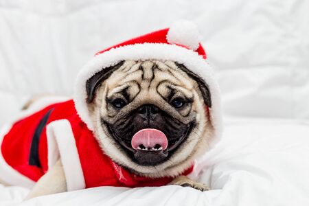 Cute Dog Pug Breed in Red Santa coat Costume sitting smile and happiness in Christmas and new year day isolated on white background, Healthy Purebred dog  with Christmas conceptの写真素材