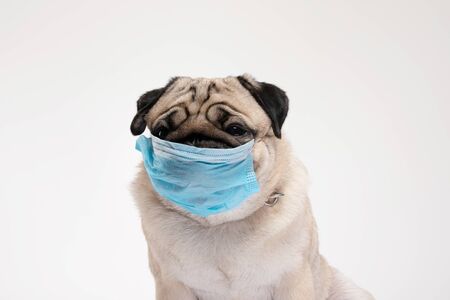 Cute pug dog breed wearing mask for protection virus on white background,Health care dog conceptの写真素材