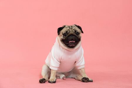 Happy Dog smile on pink background,Cute Puppy pug breed happiness on sweet color,Purebred Dog Conceptの写真素材