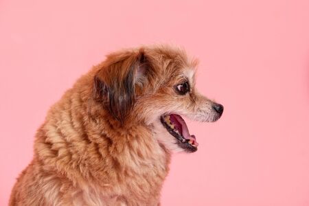 Mix breed happy dog smile and cheerful on pink background,Happiness dog Conceptの写真素材