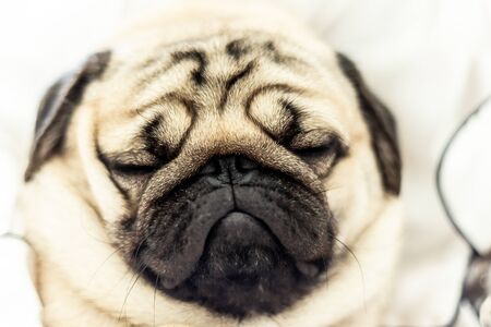 Cute pug dog breed lying on white bed and sleep in bedroom with funny face and feeling so happiness in the morningの写真素材