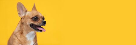 Banner advertising of adorable dog Chihuahua breed making happy face and smile on yellow color background,dog smile ready to summer vacations,Chihuahua Purebred Dog Conceptの写真素材