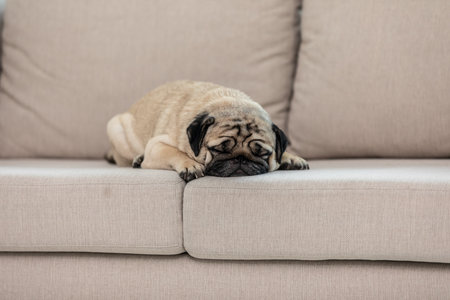 Cute dog pug breed sleep on sofa at homeの写真素材