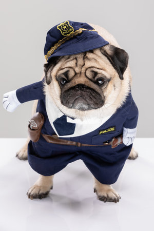 Cute Police dog,Happy Dog pug breed wering police uniform standing on gray backgroundの写真素材