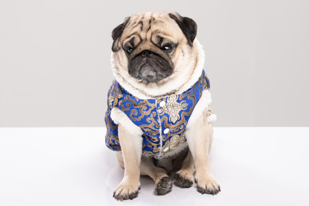 Happy dog pug breed in Chinese New Year costume for Happy and lucky year