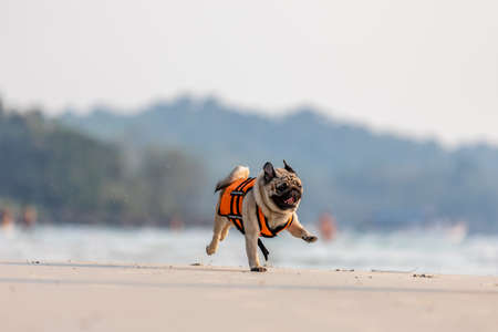dog pug breed running on the beach with life jacket so fun and happiness,Dog vacation conceptの写真素材