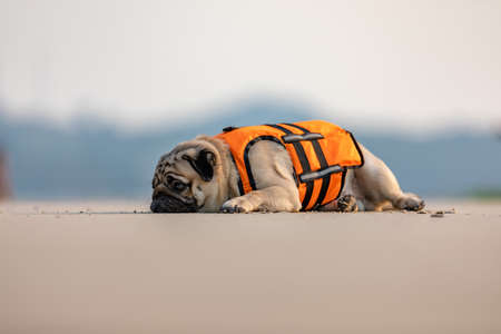 Happy dog pug breed wearing life jacket and sitting on beach feeling so happiness and fun vacations on the beach,Dog vacations Conceptの写真素材