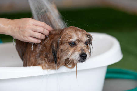 owner shower and take a bath with dog,Happy senior mix breed dog in Bathtubs for shower and cleaning,Dog Shower and bathing conceptの写真素材