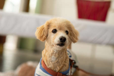 Adorable Senior Poodle Dog Breed lying and looking camera,Healthy handsome dog waiting owner and play together,Old dog resting at home aloneの写真素材