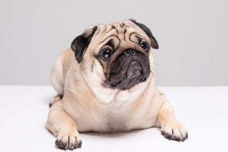 Cute pet dog pug breed smile with happiness feeling so funny and making serious face isolated on white backgroundの写真素材