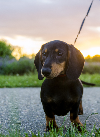 Dog in natureのeditorial素材