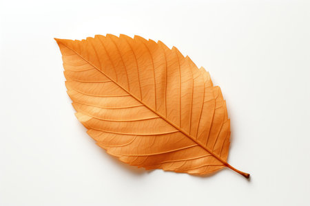 An Autumn leaf isolated on a white backgroundの素材