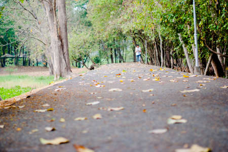 Road with leavesの写真素材