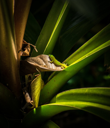 A gecko examining a dried leaf on an aloe plant in the rainforest of the Big Island of Hawaiiの写真素材