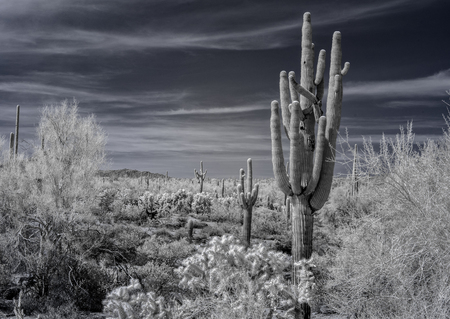 A desert view in the Tonto National Forest, Arizona.の写真素材