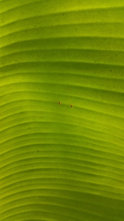 banana leafの写真素材