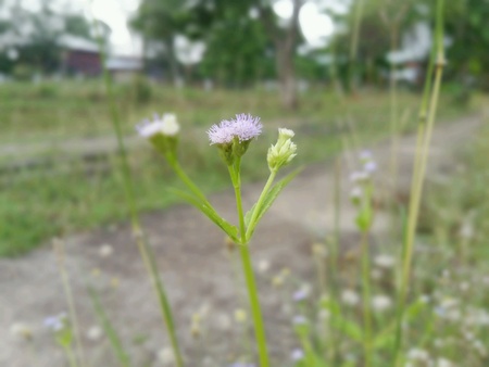 Grass flower