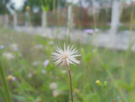 Grass flower
