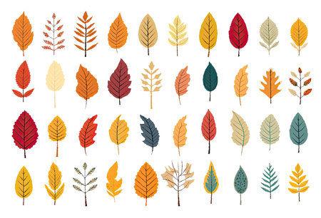 autumn leafs collection over white background, colorful design, vector illustrationの素材