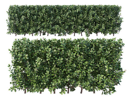 3d rendering of a set of green bush isolated on white background