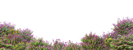 3d rendering of heather flowers in a garden isolated on white backgroundの写真素材
