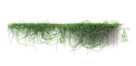 3d rendering of green ivy plant on white background no shadowの写真素材