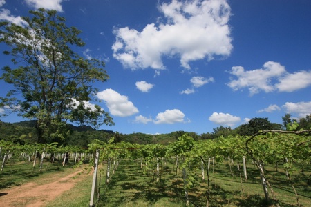 grape gardenの写真素材