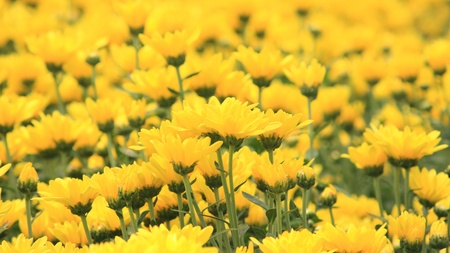 Flower garden