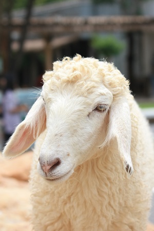 Sheepの写真素材