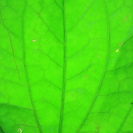 Green leaf texture