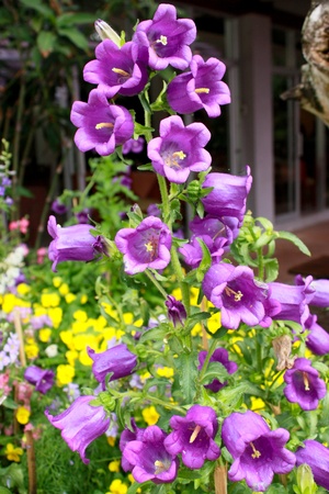 Purple flowerの写真素材