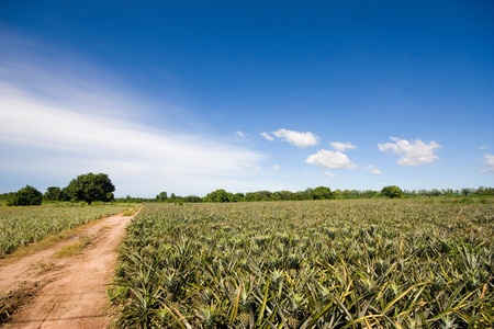 Pineapple gardenの写真素材
