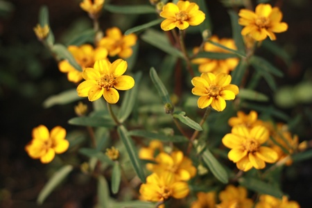 Yellow flower in a forest