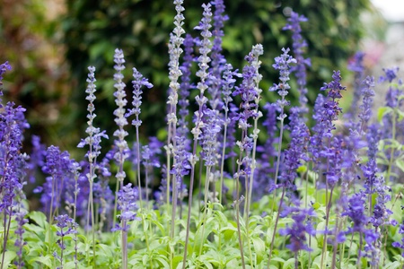 Lavender flower field in thailandの写真素材