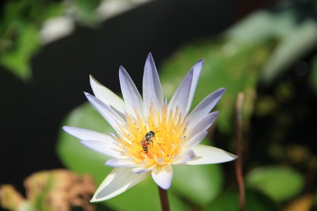 Lotus background in a nice dayの写真素材