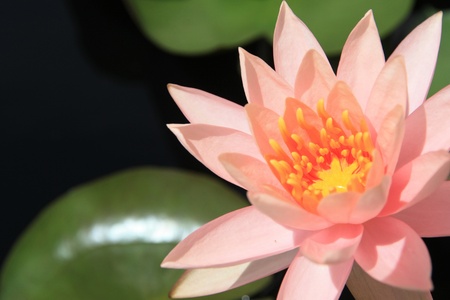 Lotus background in a nice dayの写真素材