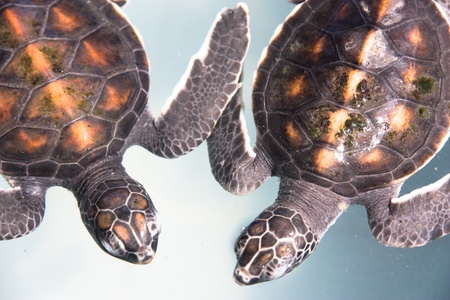 Baby turtle in a farmの写真素材
