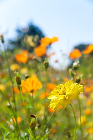 Flower field  in a beautiful dayの写真素材