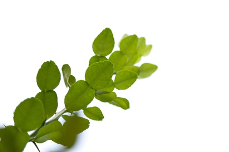 kaffir lime leaves  is one of thai berbの写真素材