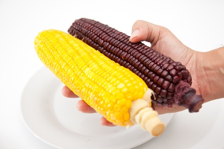 Corn yellow and dark purple on white background