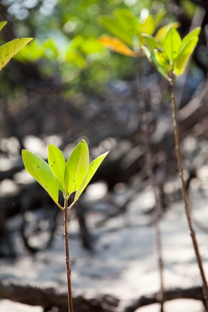 Mangrove forest at Surin Island Thailandの写真素材