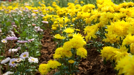 Yellow Roseの写真素材