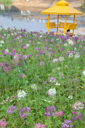 Yellow Roseの写真素材