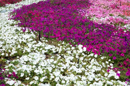Yellow Roseの写真素材