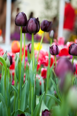 Colorful tulips in the gardenの写真素材