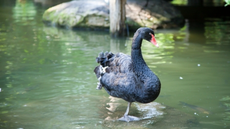 Black swan standing near a poolの写真素材