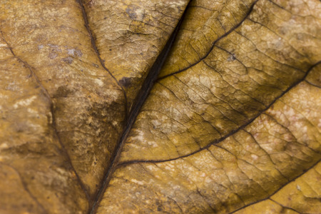 Close up Dry leaf textureの写真素材